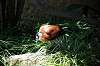 ueno_zoo_4811_mini.jpg