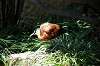 ueno_zoo_4812_mini.jpg