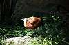 ueno_zoo_4813_mini.jpg