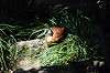 ueno_zoo_4814_mini.jpg