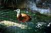 ueno_zoo_4815_mini.jpg