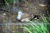 ueno_zoo_4817_mini.jpg