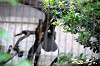 ueno_zoo_4818_mini.jpg