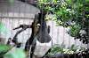 ueno_zoo_4819_mini.jpg