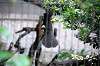 ueno_zoo_4820_mini.jpg