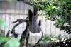 ueno_zoo_4821_mini.jpg