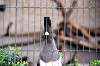 ueno_zoo_4822_mini.jpg