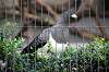 ueno_zoo_4823_mini.jpg