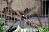 ueno_zoo_4826_mini.jpg