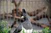 ueno_zoo_4828_mini.jpg