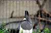 ueno_zoo_4831_mini.jpg