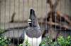 ueno_zoo_4832_mini.jpg