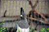 ueno_zoo_4834_mini.jpg