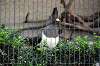 ueno_zoo_4835_mini.jpg