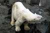 ueno_zoo_4836_mini.jpg