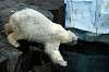 ueno_zoo_4838_mini.jpg