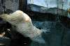 ueno_zoo_4839_mini.jpg