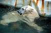 ueno_zoo_4840_mini.jpg