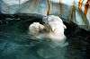 ueno_zoo_4845_mini.jpg