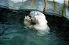 ueno_zoo_4846_mini.jpg