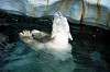 ueno_zoo_4847_mini.jpg