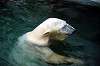 ueno_zoo_4851_mini.jpg