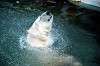 ueno_zoo_4852_mini.jpg