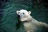 ueno_zoo_4855_mini.jpg