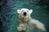 ueno_zoo_4856_mini.jpg
