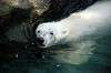 ueno_zoo_4858_mini.jpg
