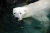 ueno_zoo_4859_mini.jpg