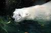ueno_zoo_4860_mini.jpg