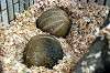 ueno_zoo_4863_mini.jpg