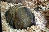 ueno_zoo_4864_mini.jpg