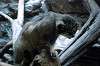 ueno_zoo_4865_mini.jpg