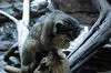 ueno_zoo_4867_mini.jpg