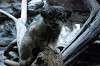 ueno_zoo_4868_mini.jpg