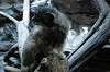 ueno_zoo_4869_mini.jpg