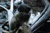 ueno_zoo_4871_mini.jpg