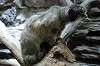 ueno_zoo_4874_mini.jpg