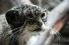 ueno_zoo_4875_mini.jpg