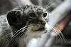 ueno_zoo_4876_mini.jpg