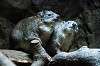 ueno_zoo_4877_mini.jpg