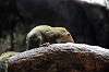 ueno_zoo_4880_mini.jpg