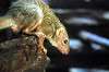ueno_zoo_4881_mini.jpg