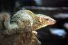 ueno_zoo_4882_mini.jpg