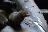 ueno_zoo_4885_mini.jpg