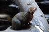 ueno_zoo_4886_mini.jpg