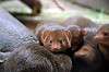 ueno_zoo_4887_mini.jpg
