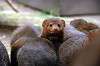 ueno_zoo_4888_mini.jpg